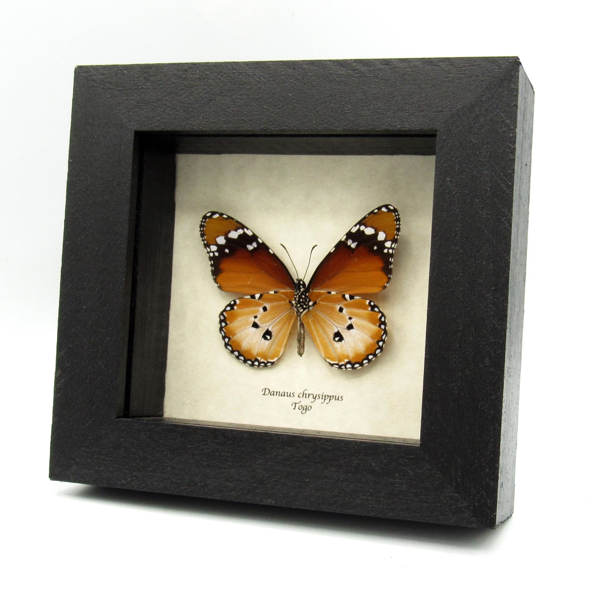 Real African Queen butterfly framed taxidermy - Danaus chrysippus