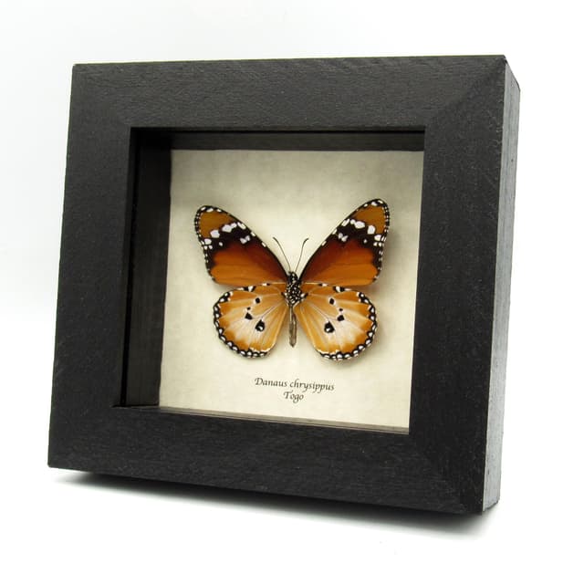 Real African Queen butterfly framed taxidermy - Danaus chrysippus