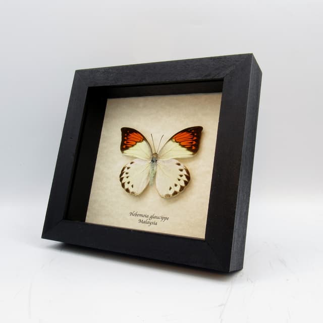 Real Orange Tip butterfly framed taxidermy - Hebomoia glaucippe - female