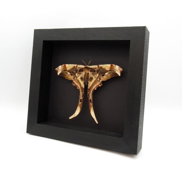 Rare Giant Saturn moth framed taxidermy - Copiopteryx derceto - female - Victorian mount