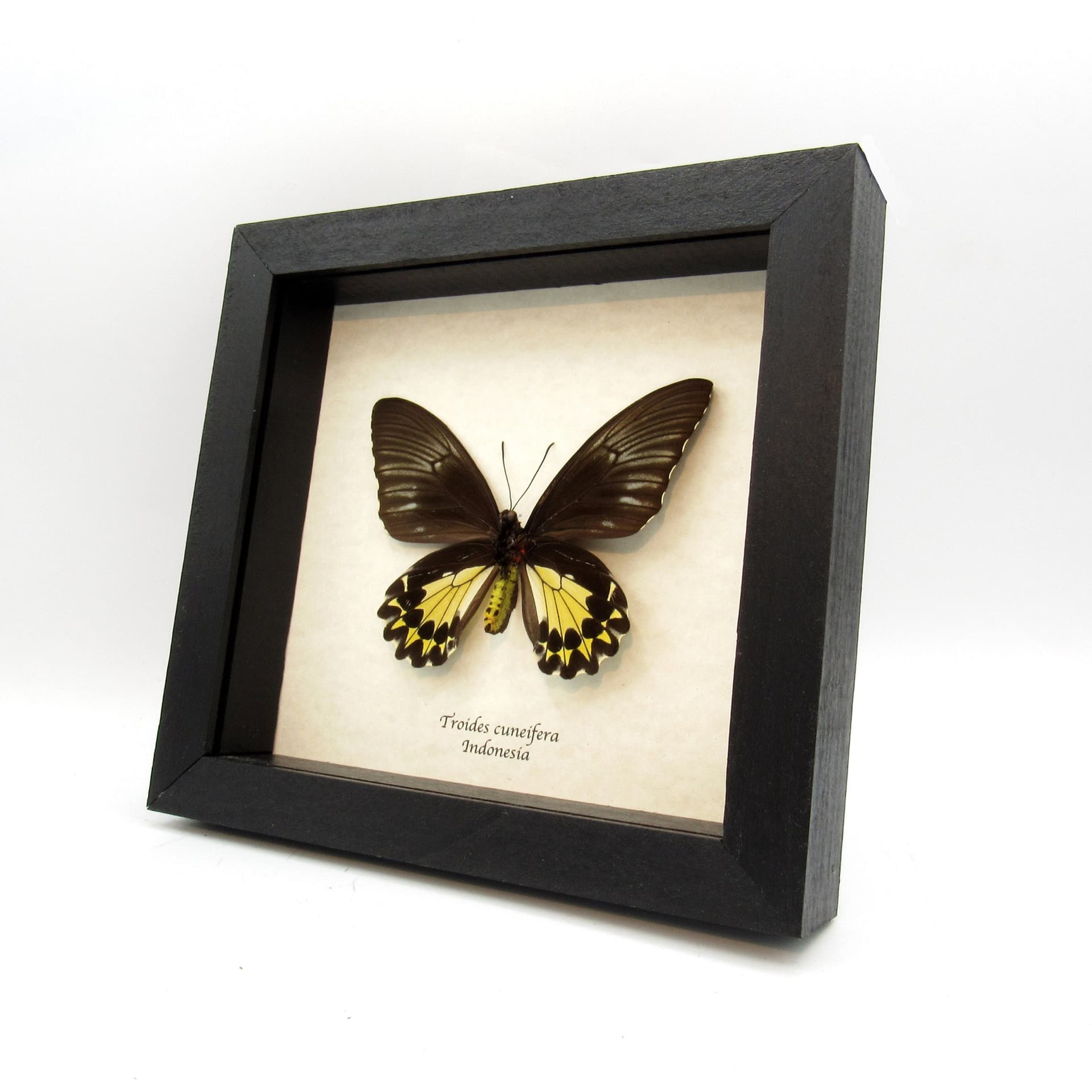 Real yellow Birdwing butterfly framed taxidermy - Troides cuneifera - female