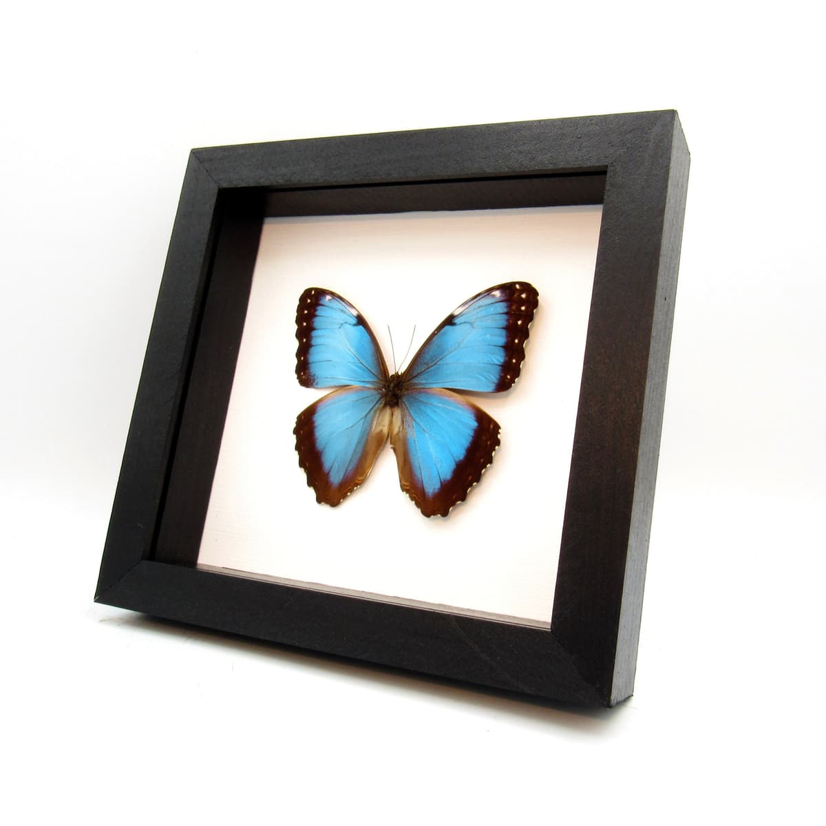 Real metallic blue Morpho butterfly framed taxidermy - Morpho helenor carillensis