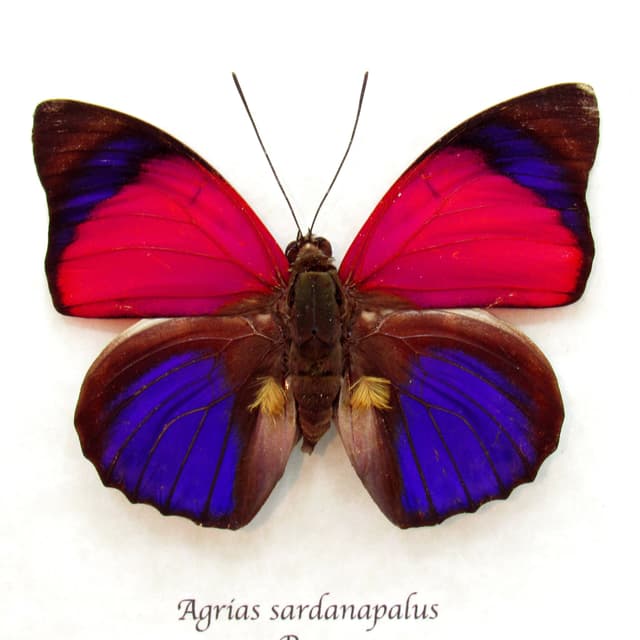 Real fuschia Brush-footed butterfly framed taxidermy - Agrias sardanapalus