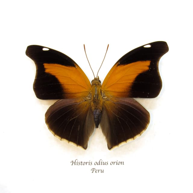 Large real orange butterfly framed taxidermy - Historis odius orion