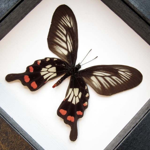 Real red Swallowtail butterfly framed taxidermy - Pachliopta polyphontes