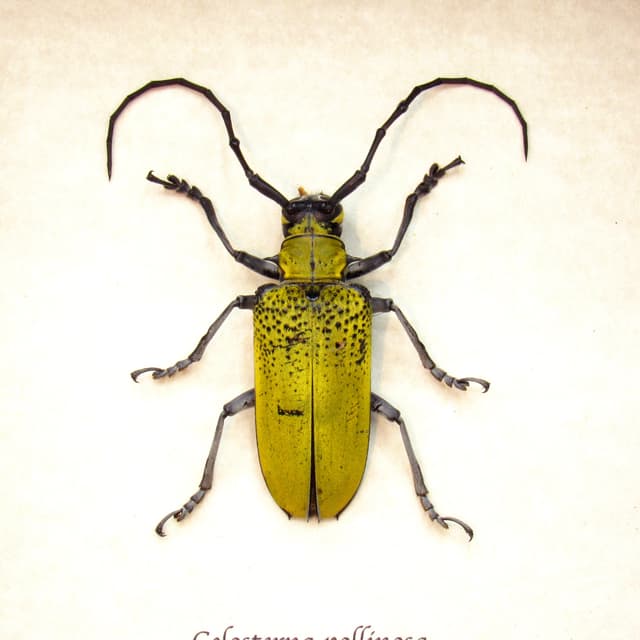 Real yellow Longhorn beetle framed taxidermy - Celosterna pollinosa
