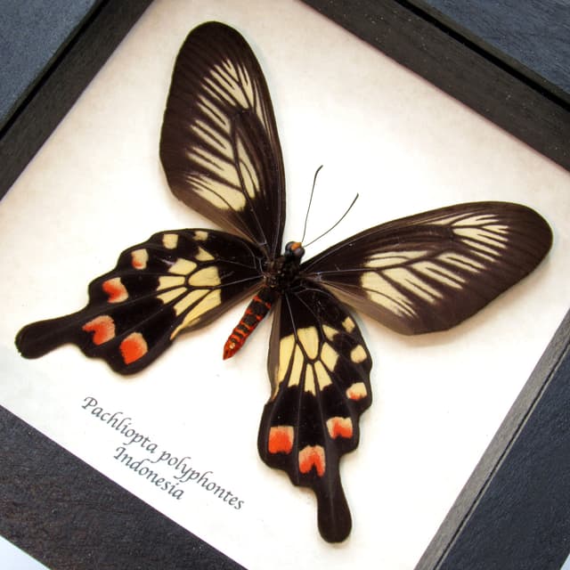 Real red swallowtail framed taxidermy - Pachliopta polyphontes - female