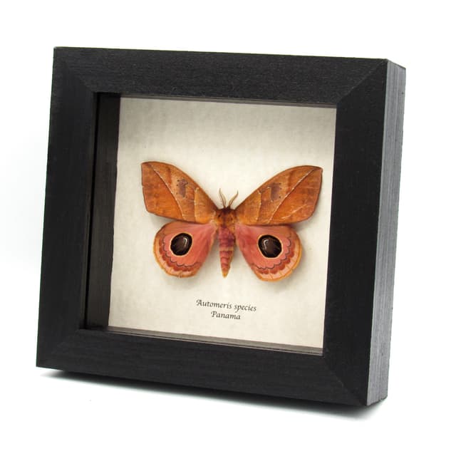 Rare Saturn moth framed taxidermy - Automeris species