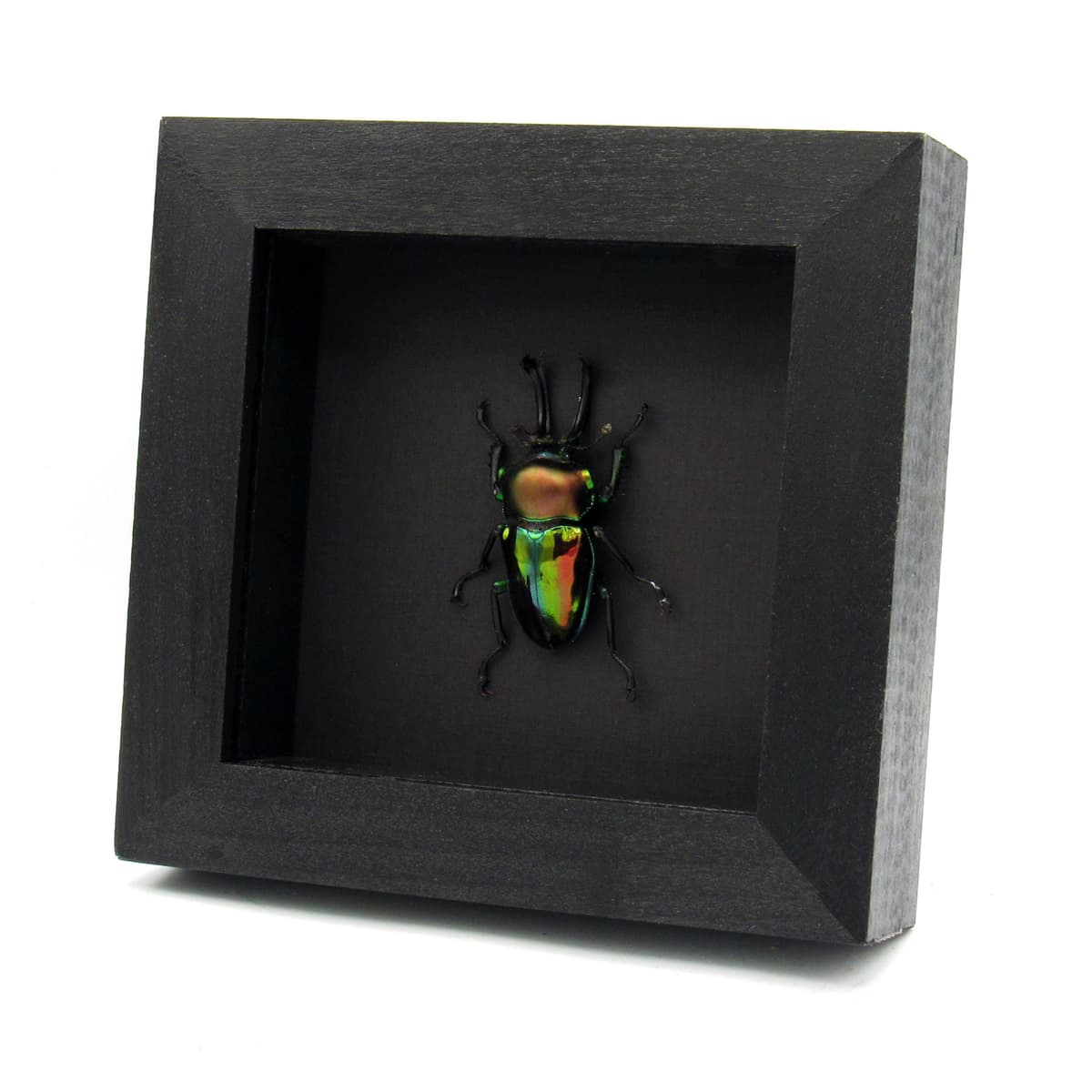 Rare large Rainbow Stag beetle framed taxidermy - Phalacrognathus muelleri