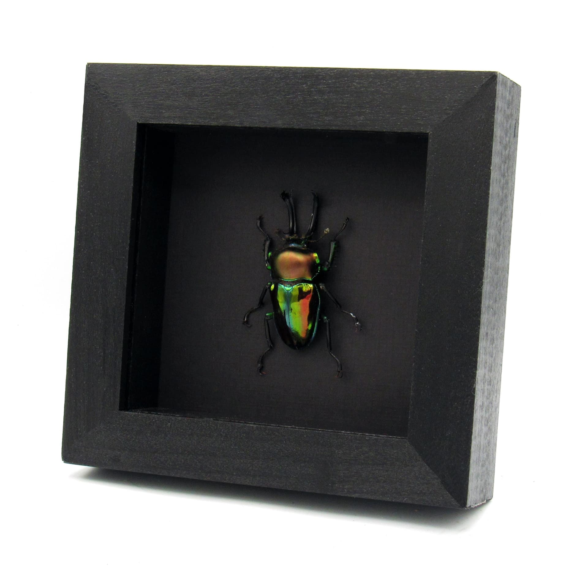 Rare large Rainbow Stag beetle framed taxidermy - Phalacrognathus muelleri