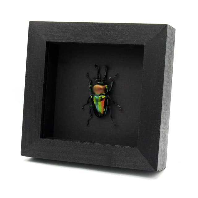 Rare large Rainbow Stag beetle framed taxidermy - Phalacrognathus muelleri