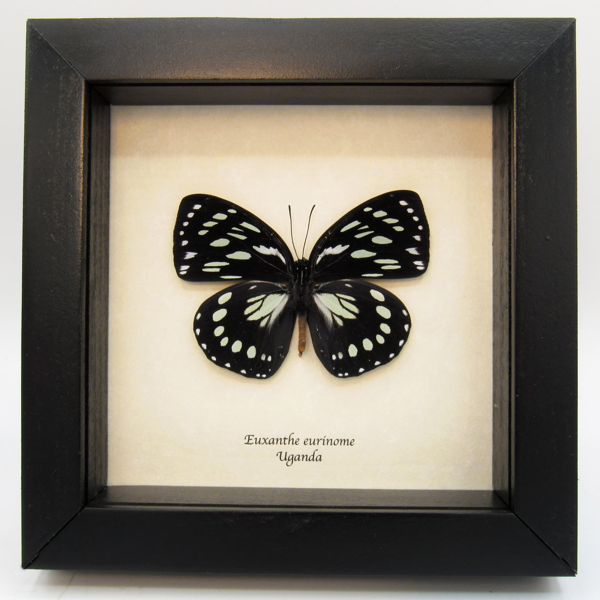 Real framed taxidermy butterfly - Euxanthe eurinome