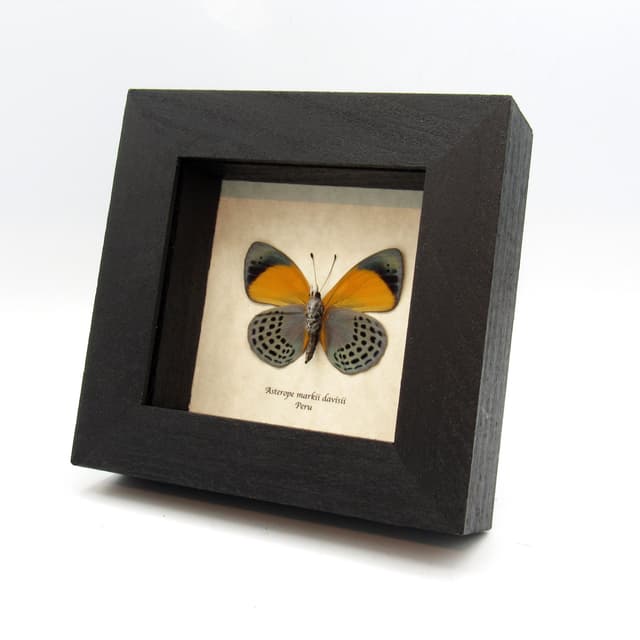 Real butterfly framed taxidermy - Asterope markii davisii