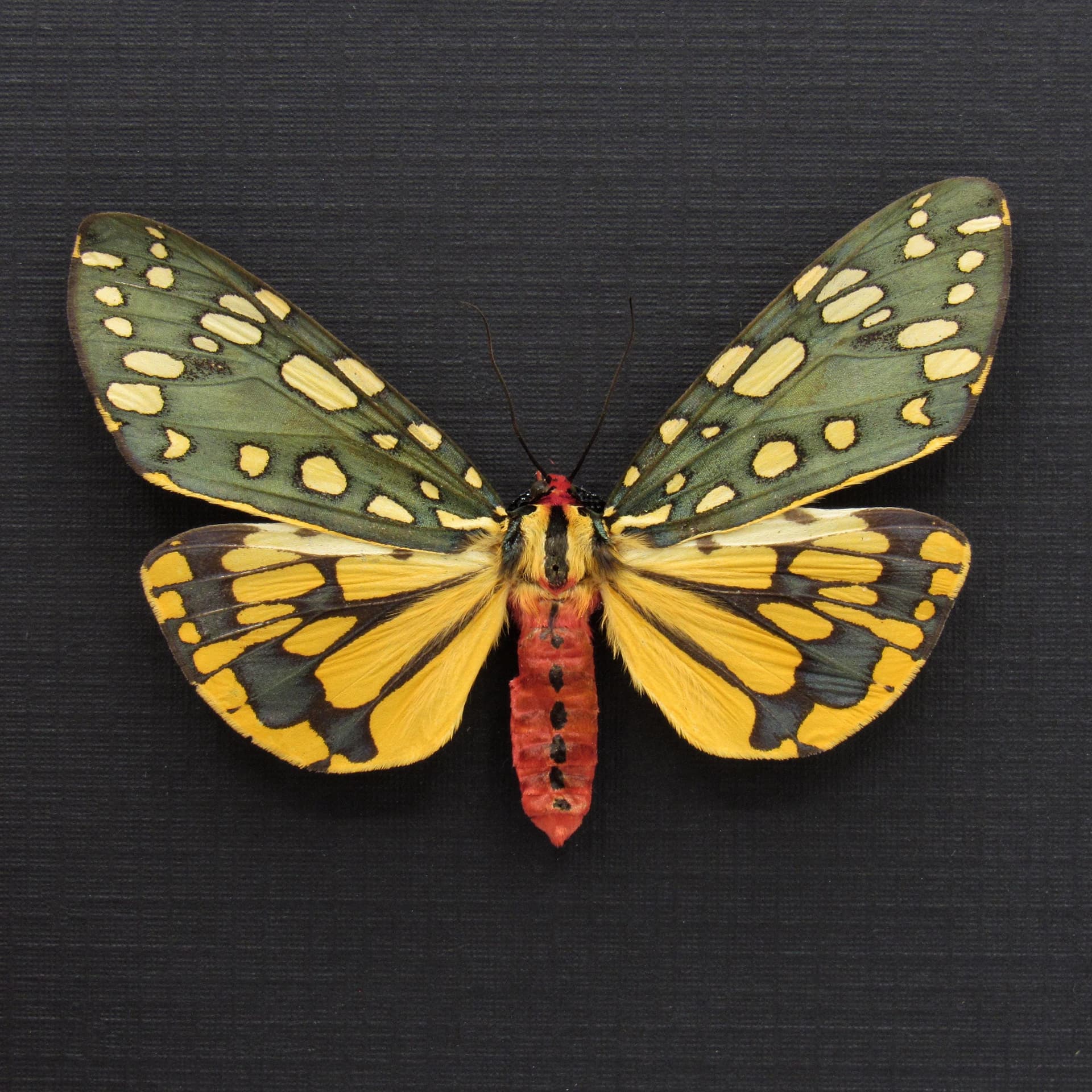 Stunning real metallic moth framed taxidermy - Callimorpha principalis