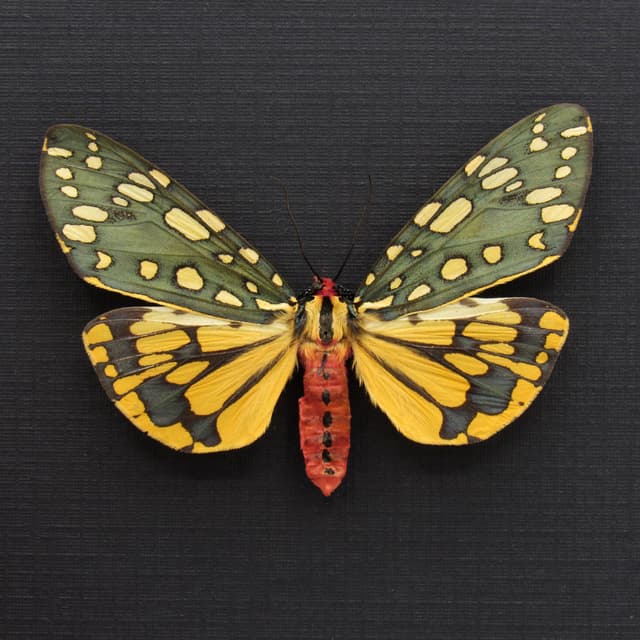 Stunning real metallic moth framed taxidermy - Callimorpha principalis