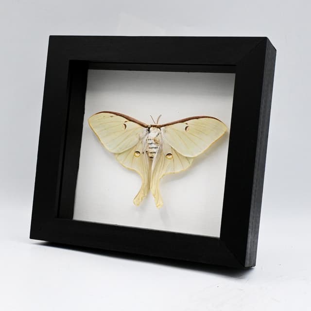 Real large Luna Moon moth framed taxidermy - Actias luna - female - Victorian mount - minor damage/repair