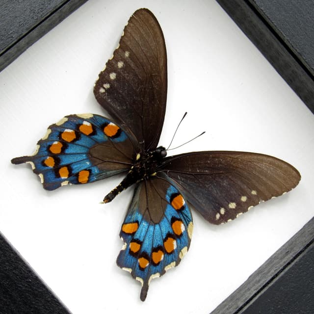 Real metallic Pipevine swallowtail framed taxidermy - Battus philenor