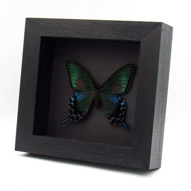 Rare black Peacock Swallowtail butterfly framed taxidermy - Papilio dehaani tokaraensis - spring form