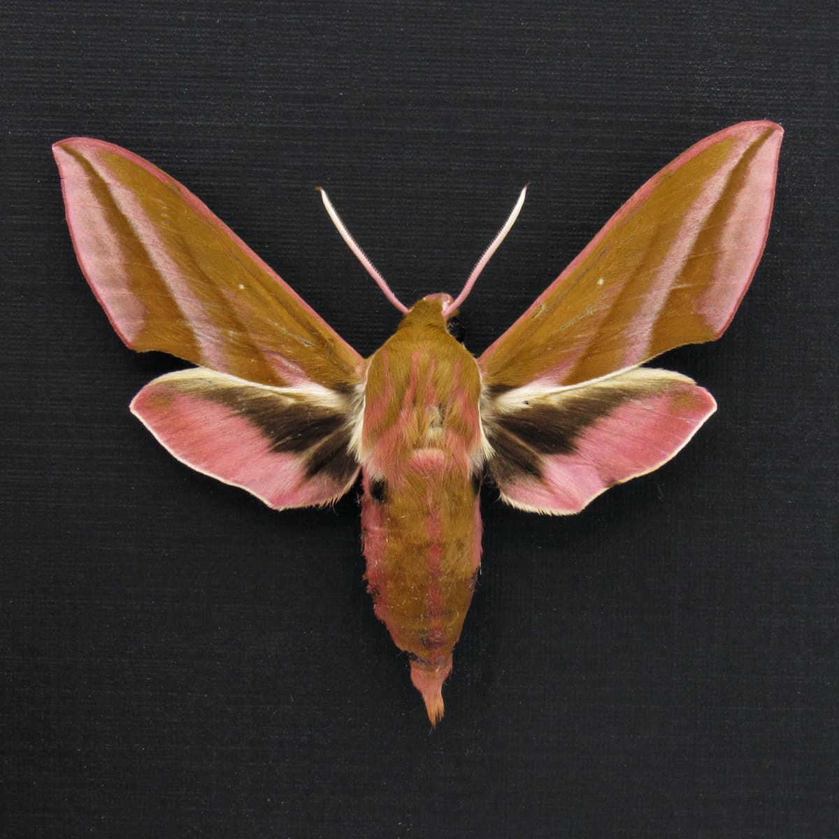 Real pink Elephant Hawk moth framed taxidermy - Deilephilia elpenor