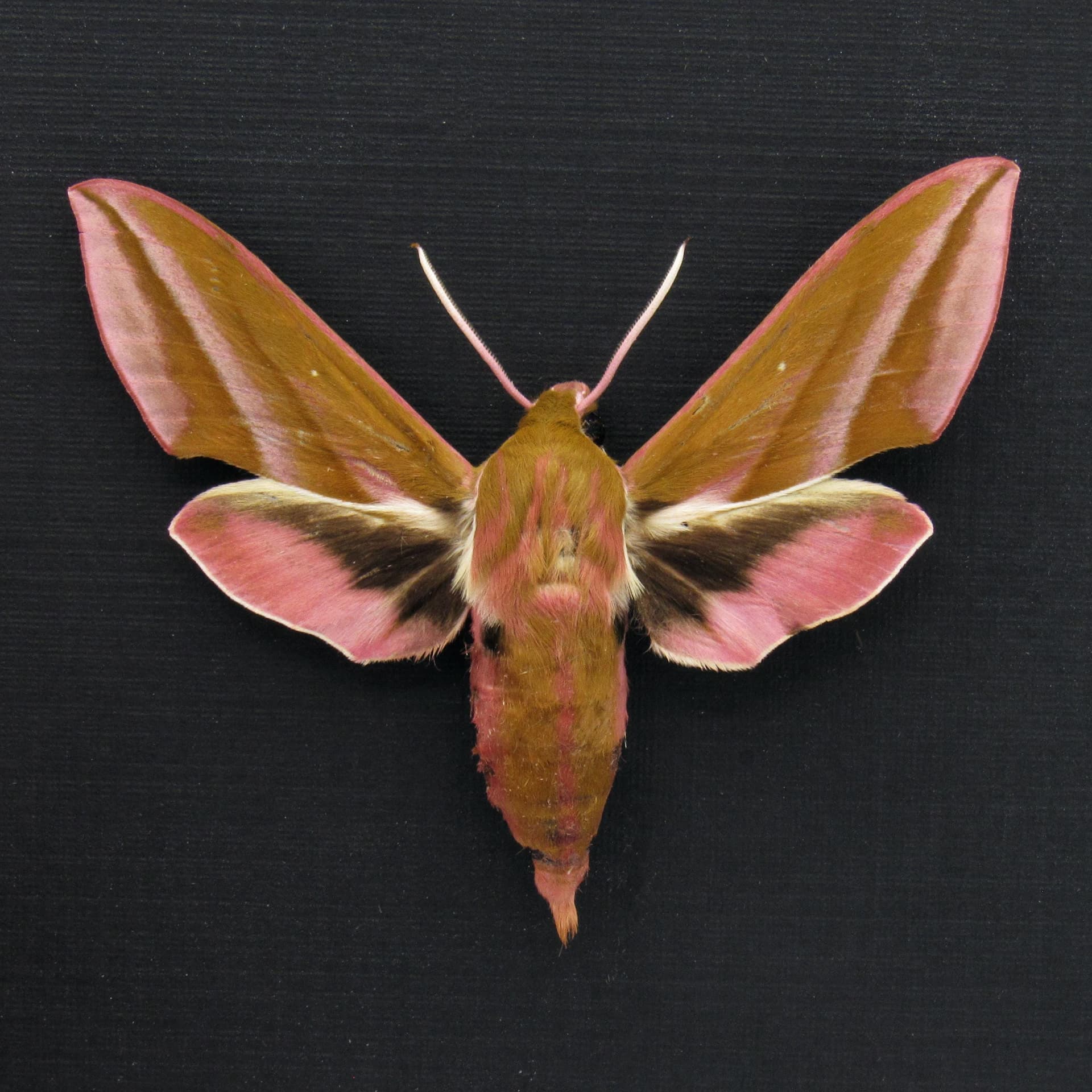 Real pink Elephant Hawk moth framed taxidermy - Deilephilia elpenor