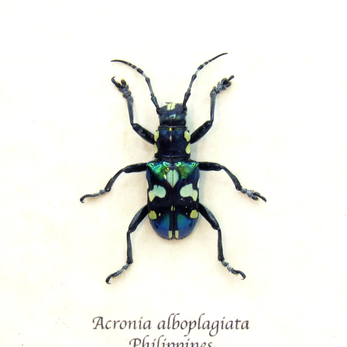Real iridescent green Longhorn beetle framed taxidermy - Acronia alboplagiata