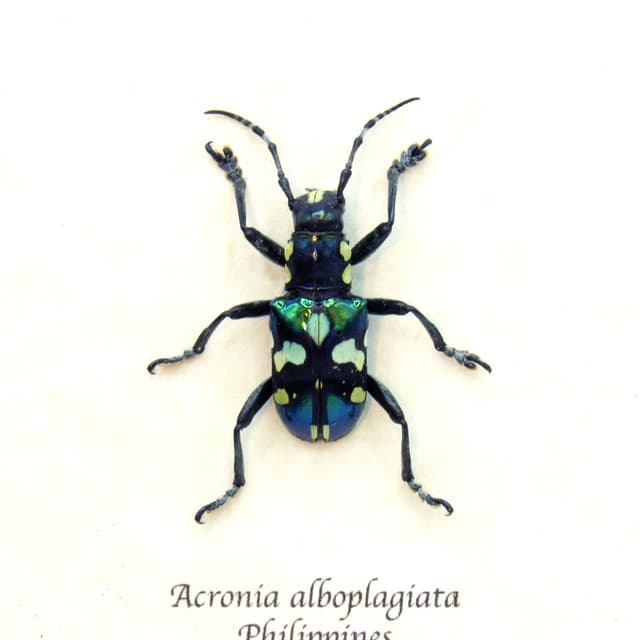 Real iridescent green Longhorn beetle framed taxidermy - Acronia alboplagiata