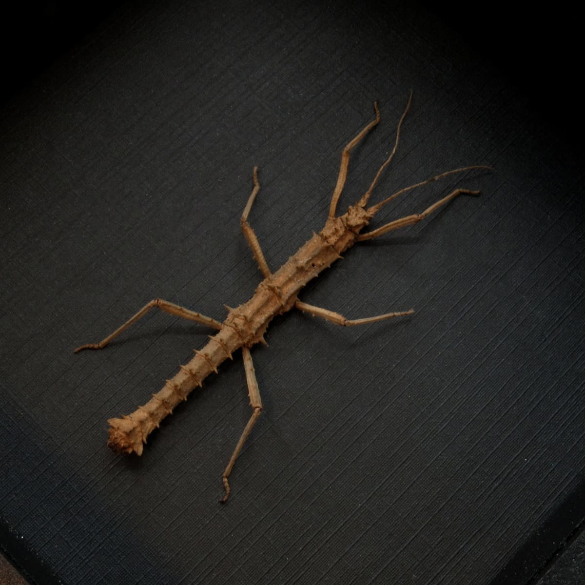 Real Thorny Stick bug framed taxidermy - Pylaemenes coronatus
