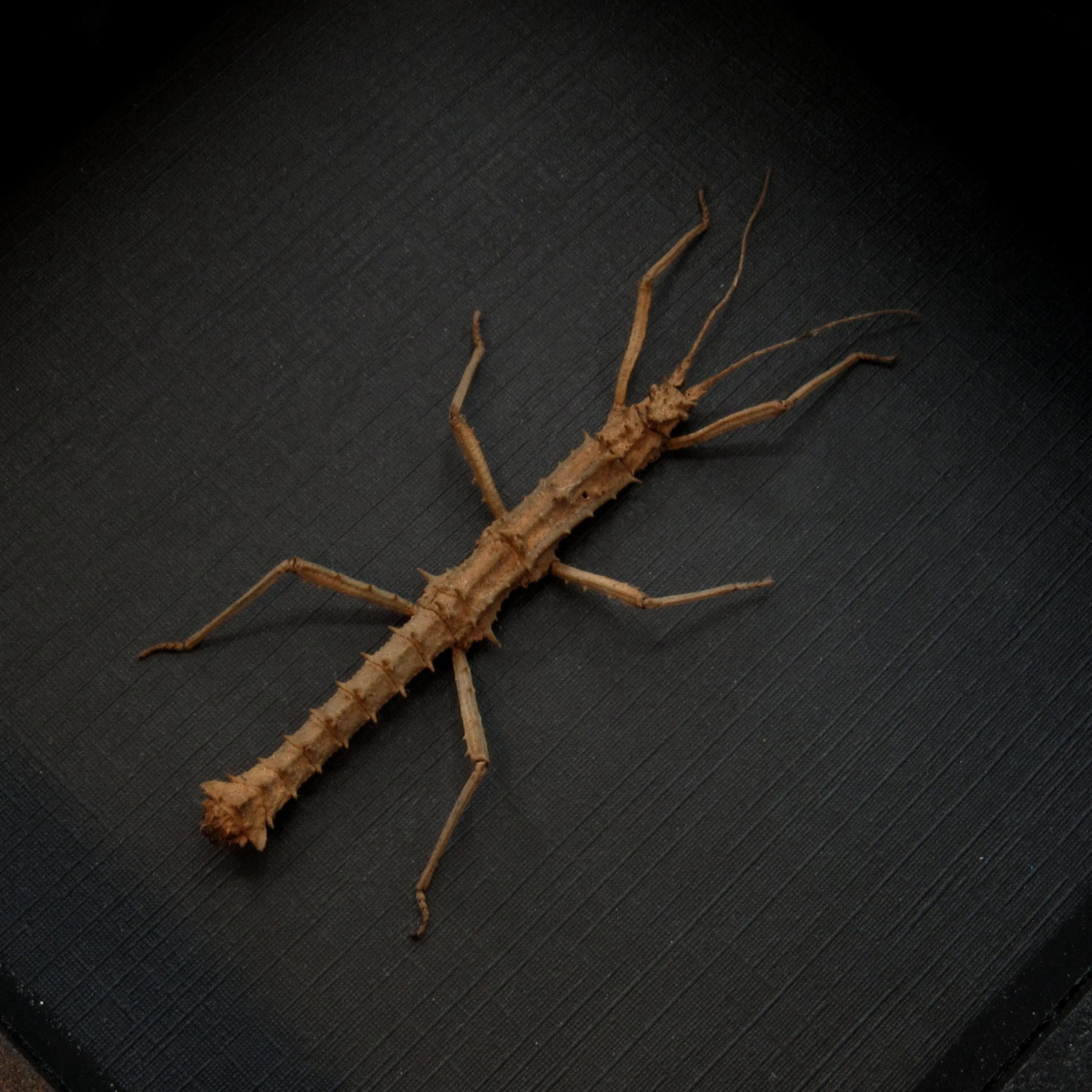Real Thorny Stick bug framed taxidermy - Pylaemenes coronatus