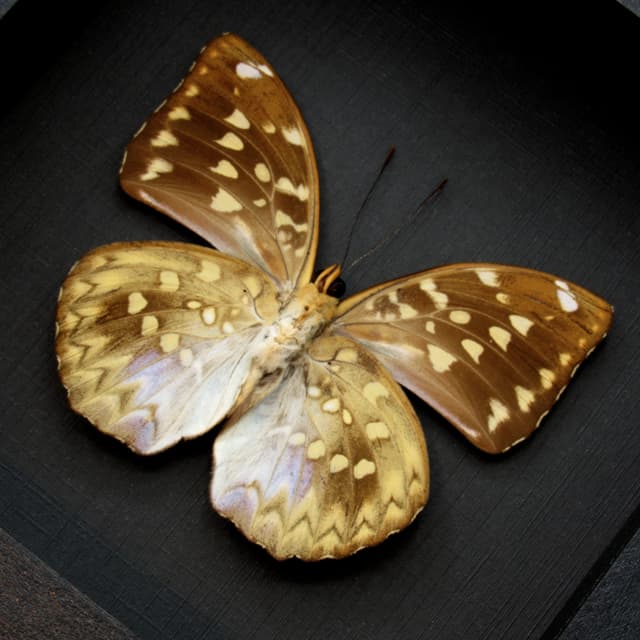 Real Dark Archduke butterfly framed - Lexias dirtea merguia - female