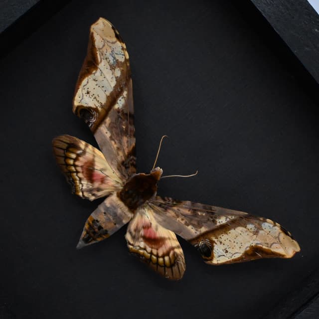 Real XL Mango Hawkmoth framed taxidermy - Amplypterus panopus - female