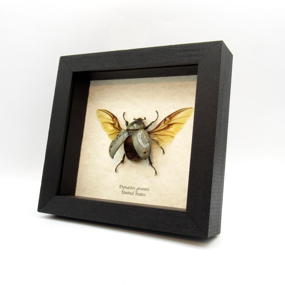 Real XL Western Hercules beetle framed taxidermy - Dynastes grantii - female