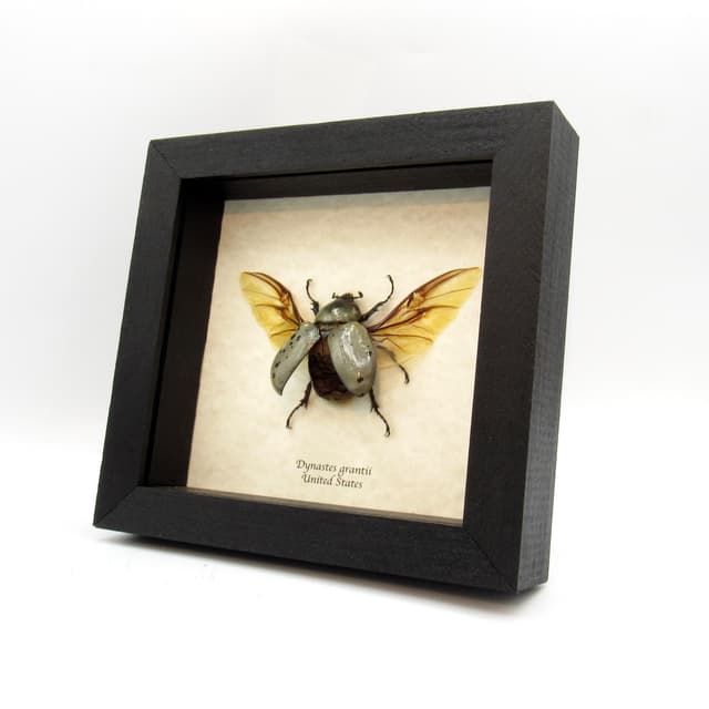 Real XL Western Hercules beetle framed taxidermy - Dynastes grantii - female