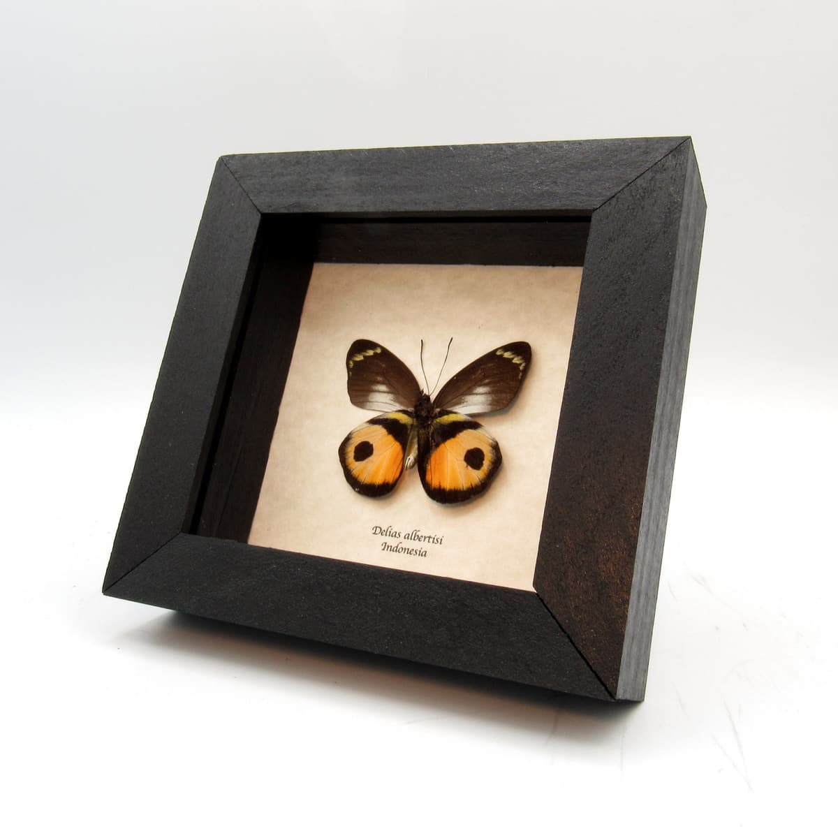 Real Peach Delias butterfly framed taxidermy - Delias albertisi