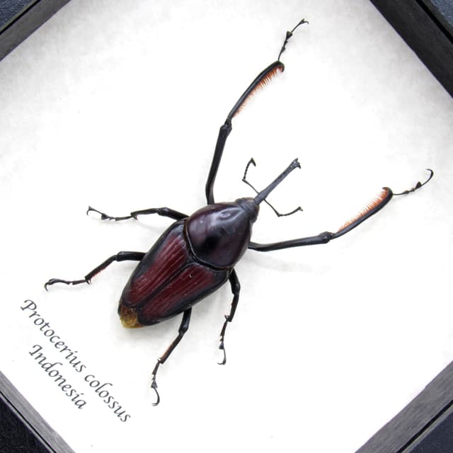 Real Giant Weevil beetle framed taxidermy - Protocerius colossus