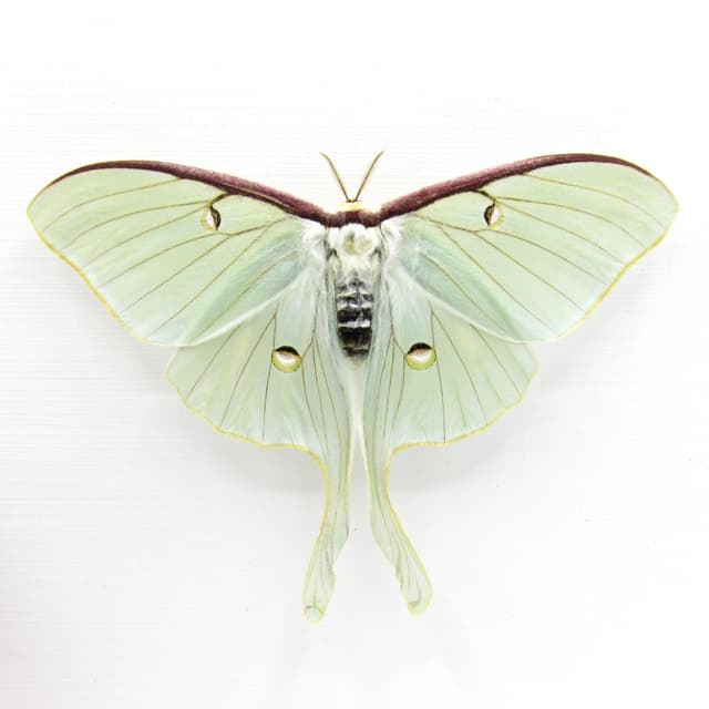 Real large Luna Moon moth framed taxidermy - Actias luna - female - Victorian mount