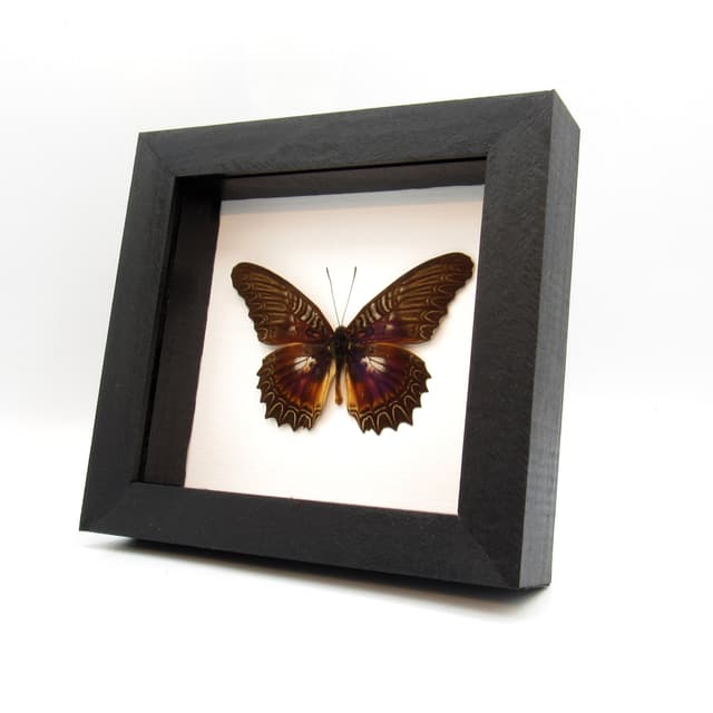 Real Violet Lacewing butterfly framed taxidermy - Cethosia myrina sarnada
