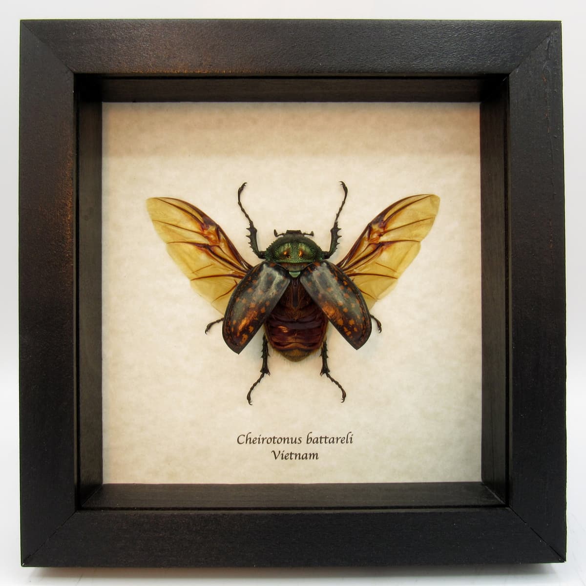 Real Long-armed Scarab beetle framed taxidermy - Cheirotonus battareli - female