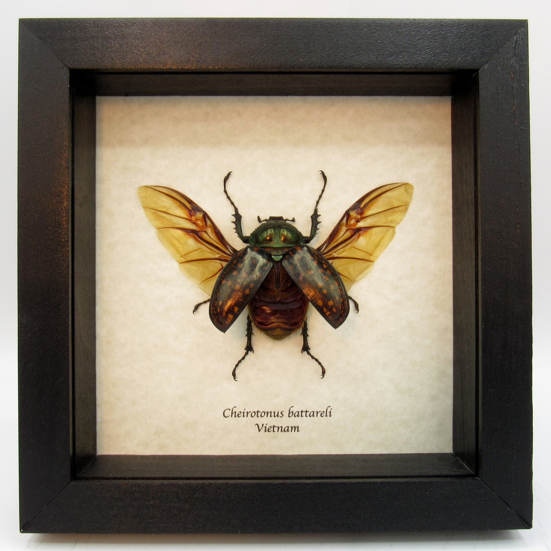 Real Long-armed Scarab beetle framed taxidermy - Cheirotonus battareli - female