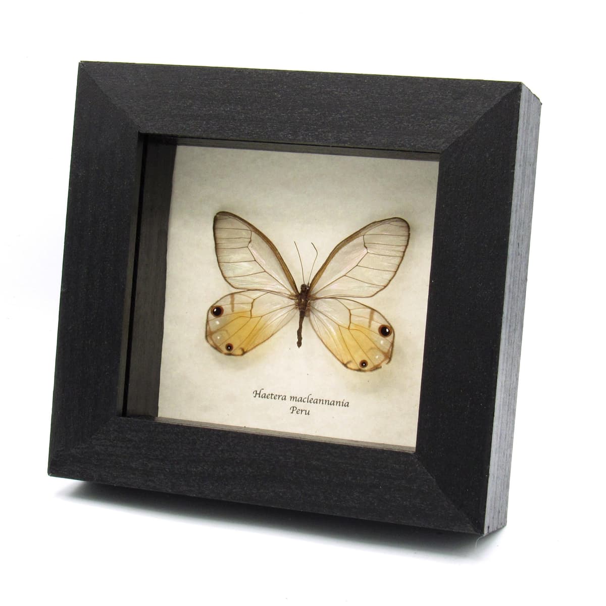 Real yellow Glass Wing butterfly framed taxidermy - Haetera macleannania
