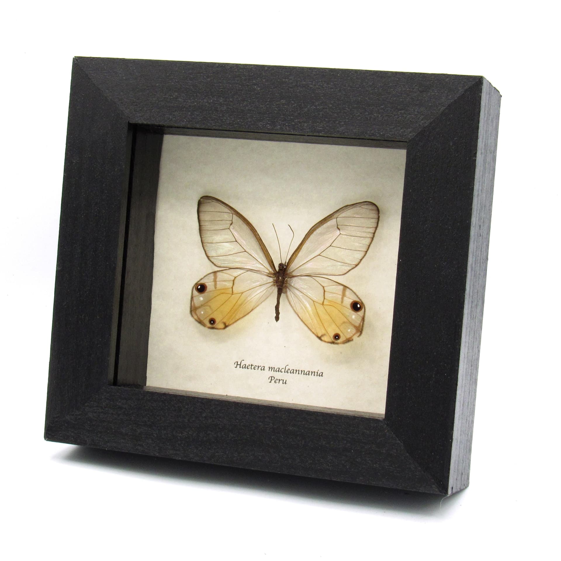 Real yellow Glass Wing butterfly framed taxidermy - Haetera macleannania