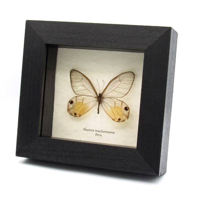 Real yellow Glass Wing butterfly framed taxidermy - Haetera macleannania