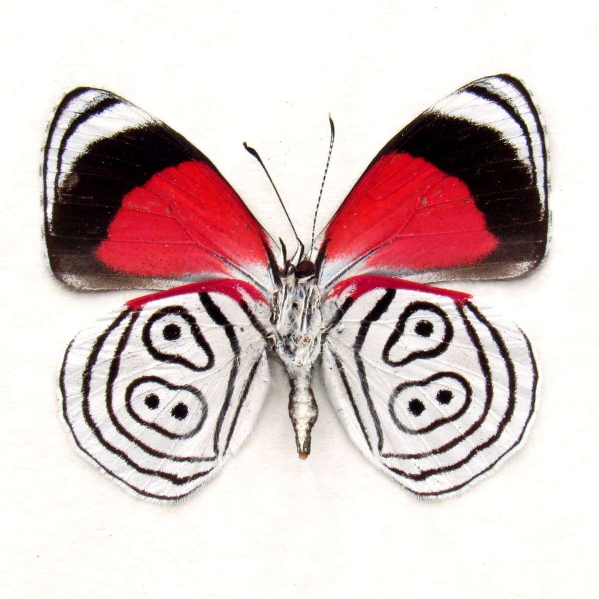 Real Cramer's 88 Butterfly framed taxidermy - Diaethria clymena