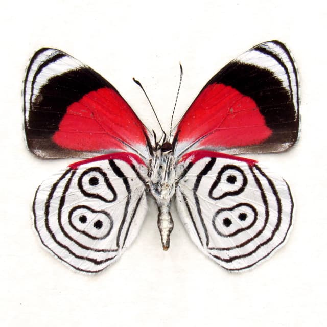 Real Cramer's 88 Butterfly framed taxidermy - Diaethria clymena