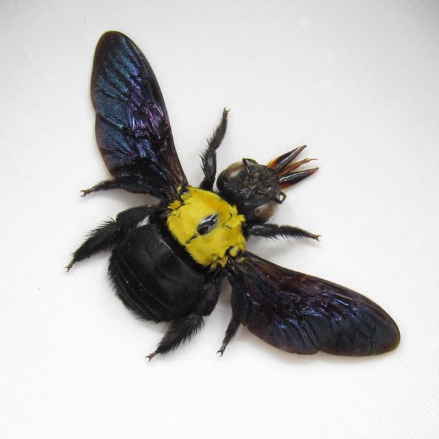 Real Carpenter Bee framed taxidermy - Xylocopa confusa