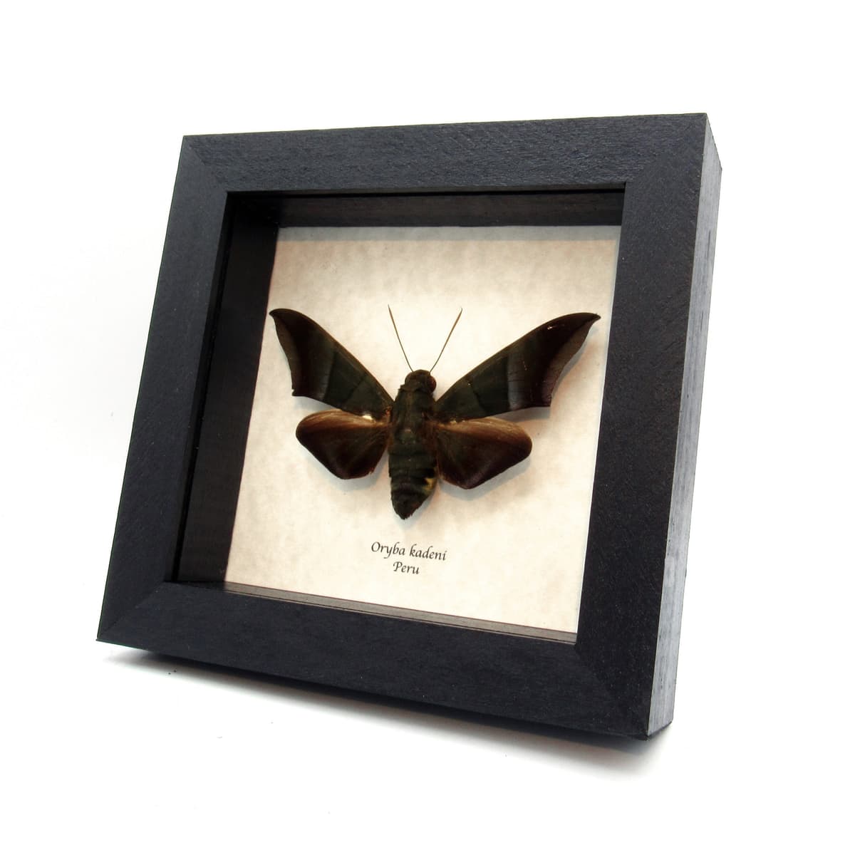 Rare giant green Hawkmoth framed taxidermy - Oryba kadeni
