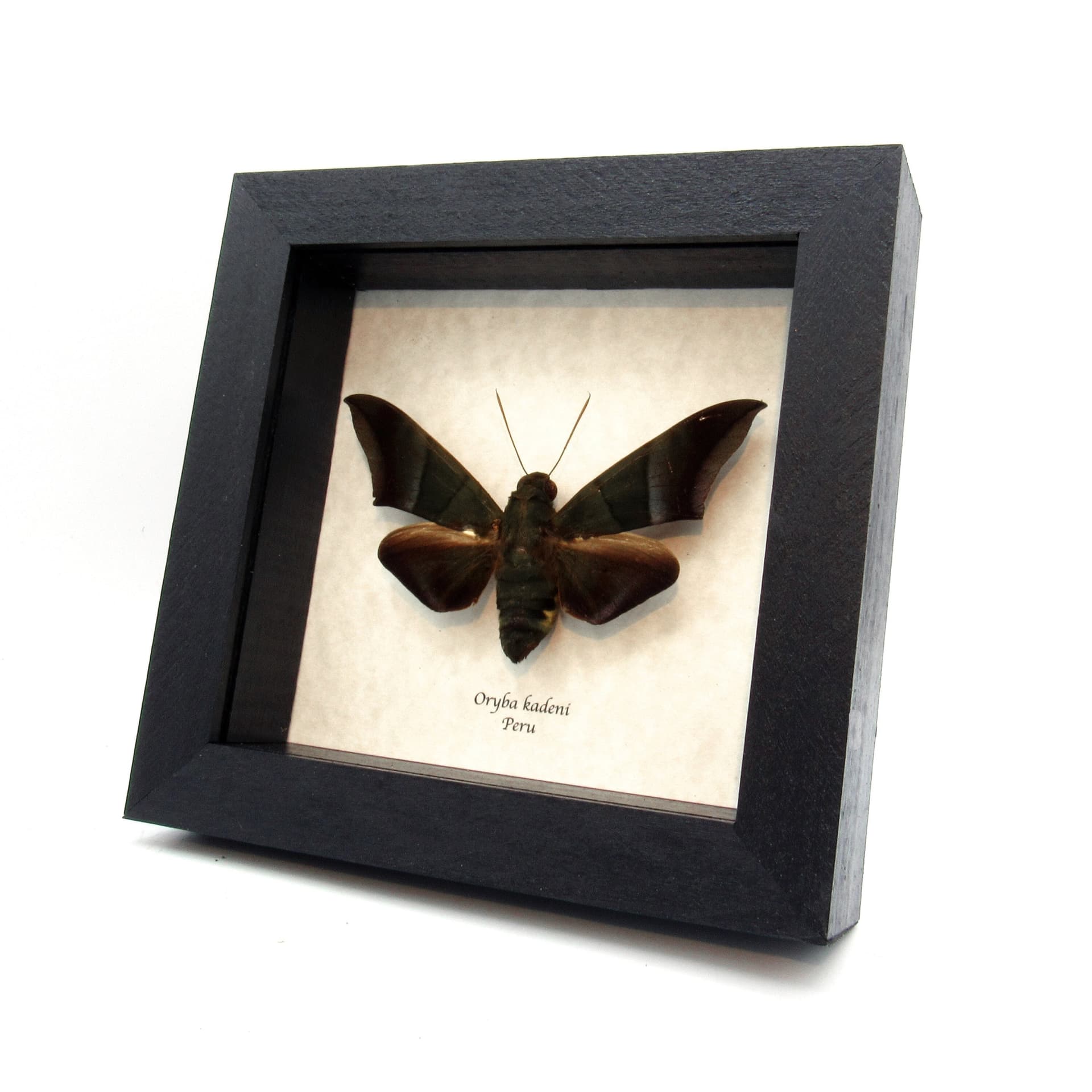 Rare giant green Hawkmoth framed taxidermy - Oryba kadeni