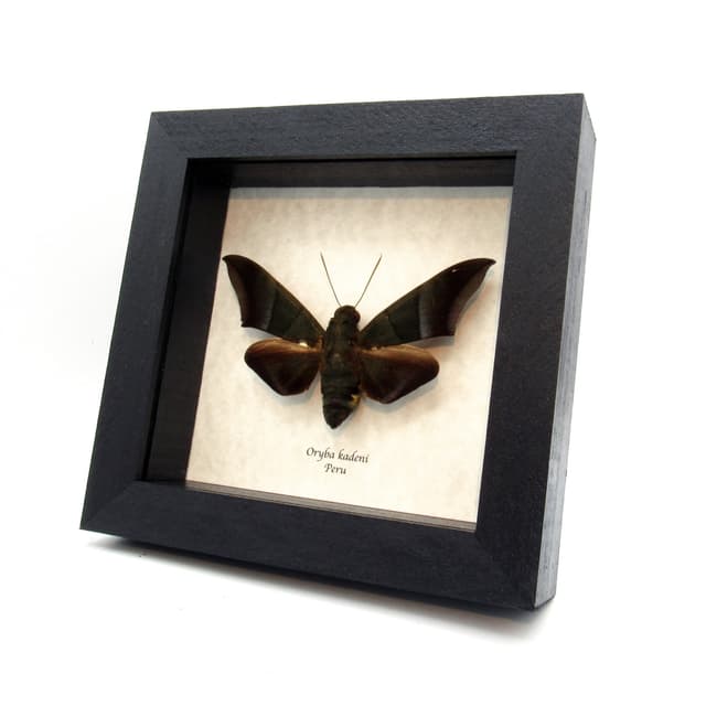 Rare giant green Hawkmoth framed taxidermy - Oryba kadeni