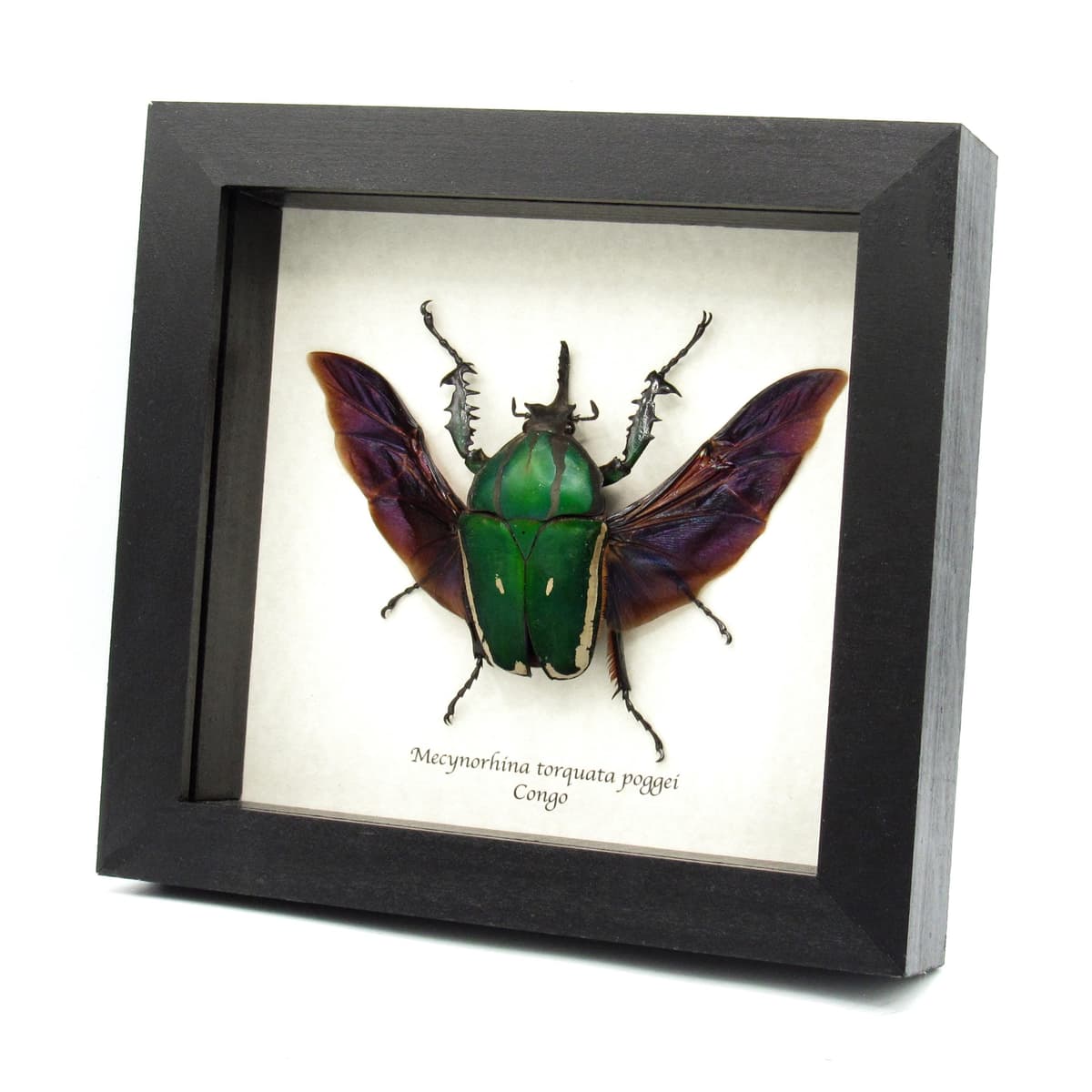Real XL flower beetle framed taxidermy - Mecynorhina torquata poggei