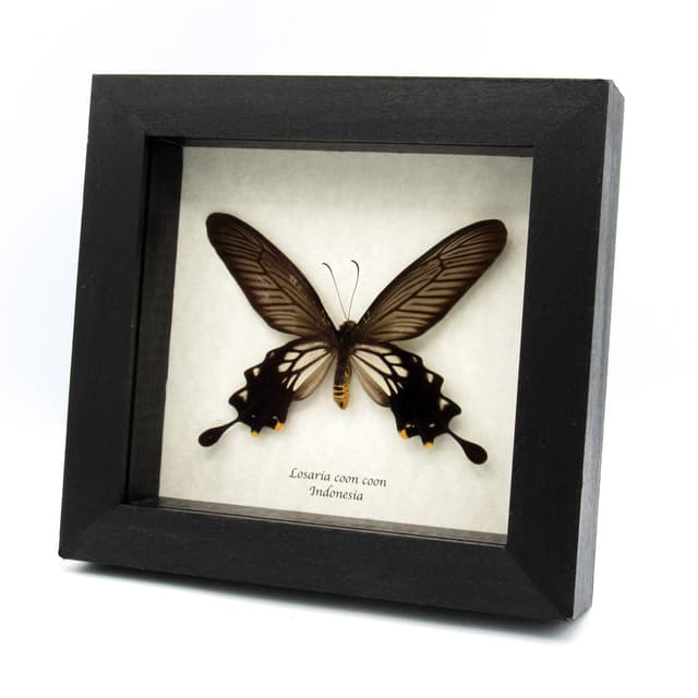 Real framed taxidermy butterfly - Losaria coon coon