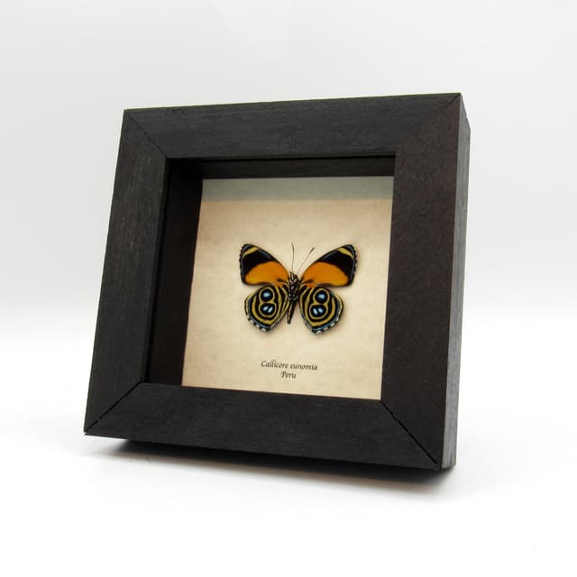 Real framed Eunomia Eighty-eight taxidermy butterfly - Callicore eunomia